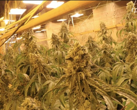 Bulgaria uncovers cannabis farm inside former zinc mine