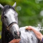 Silent Tactic is out of the Kentucky Derby because of a foot injury, trainer says