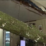 Tree slices through Arkansas woman's home during storm