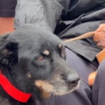 Dog survives 44 hours in rubble after EF-4 tornado levels homes in Enid