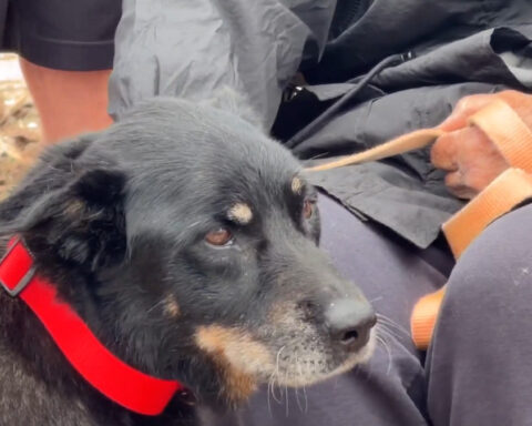 Dog survives 44 hours in rubble after EF-4 tornado levels homes in Enid
