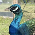 Meet Ivan: Emmett's feathered fugitive brings joy to the local community