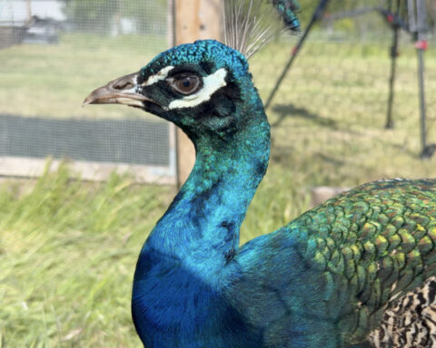 Meet Ivan: Emmett's feathered fugitive brings joy to the local community