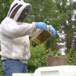 From baseball to bees, Chesapeake's Velez doesn't let Parkinson's stop him