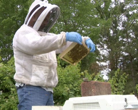 From baseball to bees, Chesapeake's Velez doesn't let Parkinson's stop him
