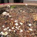 Goose eggs reportedly smashed with hammer at shopping center