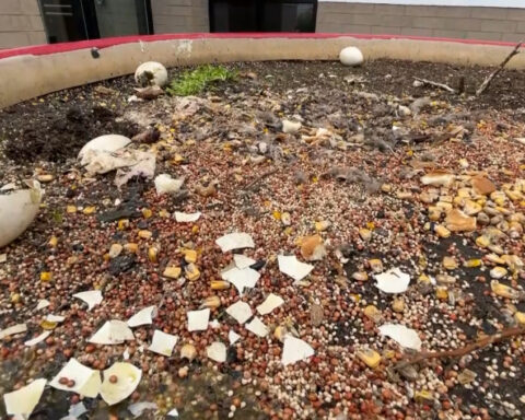 Goose eggs reportedly smashed with hammer at shopping center
