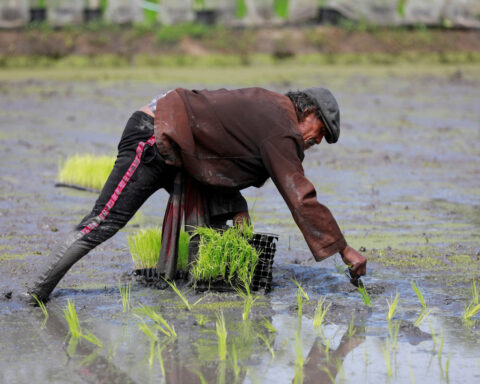 From surplus to strain: world rice supply threatened by Iran war, El Nino