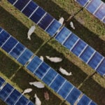 Solar ranch in Tennessee aims to prove grazing cattle under the panels is a farmland win-win