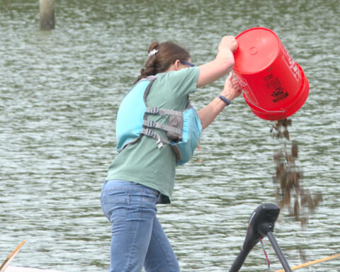 Oysters raised by students added to oyster reef