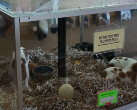 Governor Polis signs bill banning pet stores from selling dogs and cats