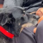 Dog rescued after 44 hours under tornado rubble reunites with owner