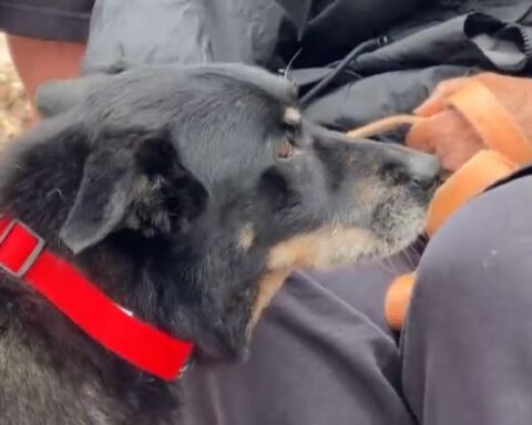 Dog rescued after 44 hours under tornado rubble reunites with owner