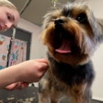 Pet boutique grooms shelter dogs for free