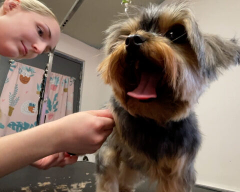 Pet boutique grooms shelter dogs for free