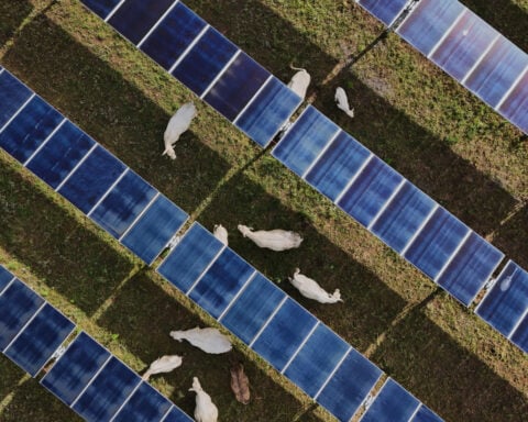 Solar ranch in Tennessee aims to prove grazing cattle under the panels is a farmland win-win