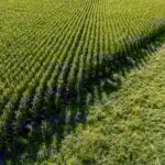 US House passes farm bill after scrapping pesticide language opposed by MAHA