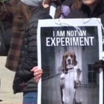 Nearly 1,000 Ridglan Farms beagles to be transferred to rescue group