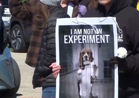 Nearly 1,000 Ridglan Farms beagles to be transferred to rescue group