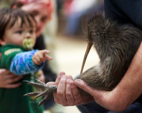 A citizen campaign returns iconic kiwi birds to New Zealand's capital after a century-long absence