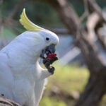 Wild parrots copy their friends when deciding whether to try new foods, study finds