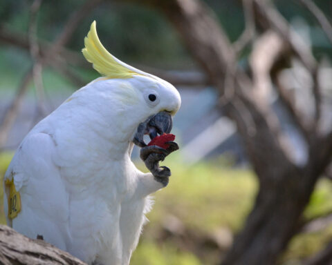 Wild parrots copy their friends when deciding whether to try new foods, study finds