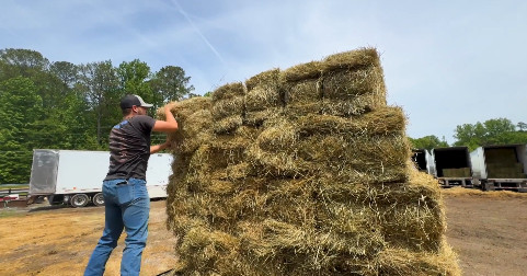 Georgia drought expands to 146 counties, driving up hay costs and raising food price concerns