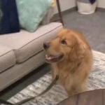 This special K-9 sniffs out hidden evidence used in internet crimes against children