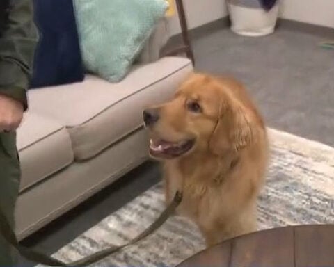 This special K-9 sniffs out hidden evidence used in internet crimes against children