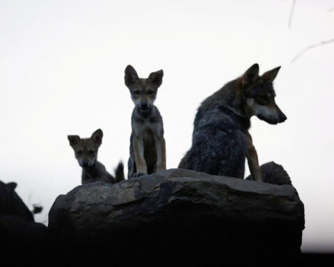 U.S. border wall construction threatens endangered wolves, conservationists say