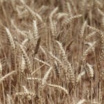 Australia worried over mouse infestation's impact on food supply
