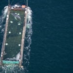 Humpback whale 'Timmy' released in the North Sea after weeks stranded off Germany