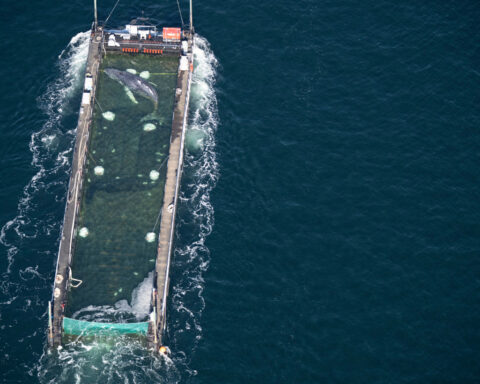 Humpback whale 'Timmy' released in the North Sea after weeks stranded off Germany