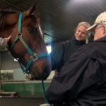 Nonprofit brings aging horses into mutually-therapeutic contact with Minnesota seniors