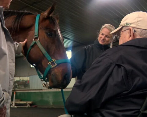 Nonprofit brings aging horses into mutually-therapeutic contact with Minnesota seniors