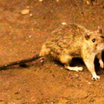 A suspected hantavirus outbreak on a cruise ship in the Atlantic Ocean kills 3 people, WHO says