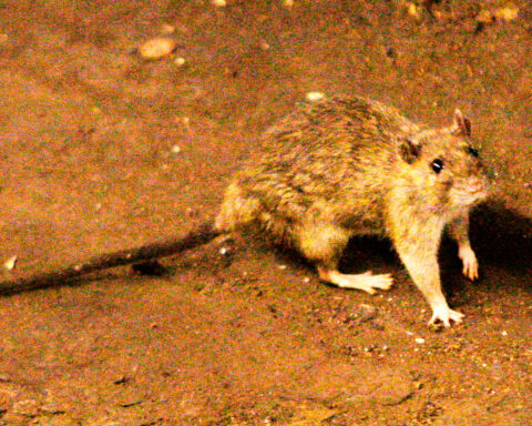 A suspected outbreak of the rare hantavirus on a cruise ship in the Atlantic kills 3 people