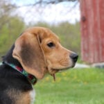 1,500 beagles will get new lives, warm laps after release from research facility