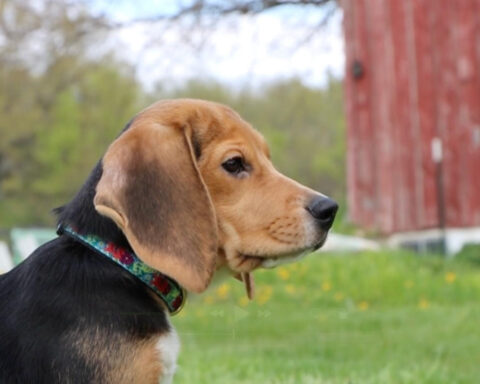 1,500 beagles will get new lives, warm laps after release from research facility
