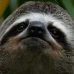 A second sloth dies after transfer to a central Florida zoo from troubled Sloth World