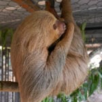 A second sloth dies after transfer to a central Florida zoo from troubled Sloth World