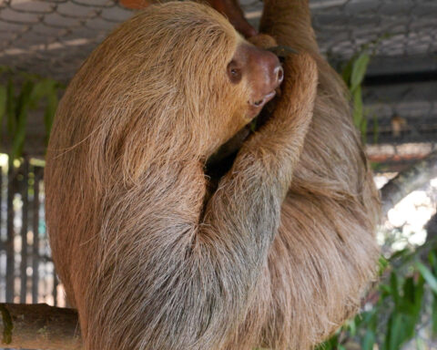 A second sloth dies after transfer to a central Florida zoo from troubled Sloth World