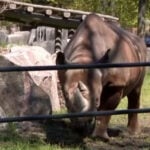 Milwaukee County Zoo celebrates new rhino care center to protect endangered species