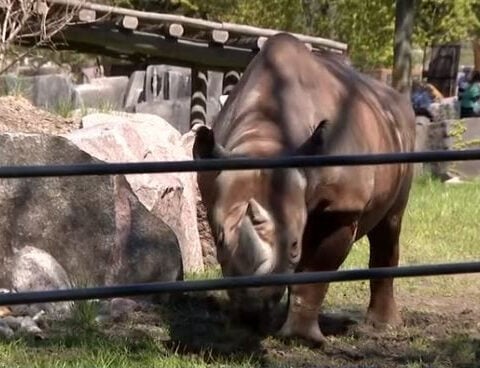 Milwaukee County Zoo celebrates new rhino care center to protect endangered species