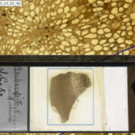 Galaxies of life are collecting dust in museums – digitizing microscope slides can uncover billions of fossils for natural history