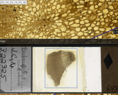 Galaxies of life are collecting dust in museums – digitizing microscope slides can uncover billions of fossils for natural history