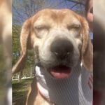 Advocate is first to adopt Ridglan Farms beagle after 1,500 relocated from facility
