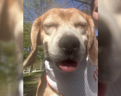 Advocate is first to adopt Ridglan Farms beagle after 1,500 relocated from facility