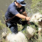 Reunited: First responders rescue 70-pound dog