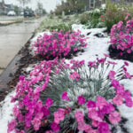 Spring plans meet snow in Denver as a late storm could be the season's biggest